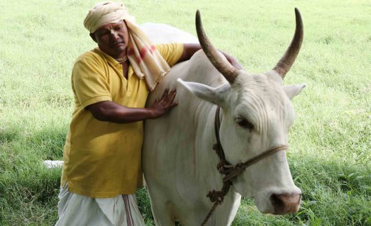 Cow-protection