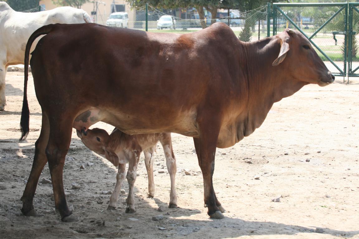 Nurture Indigenous Cows